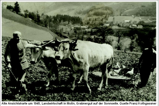 Landwirtschaft Sonnseite um 1945