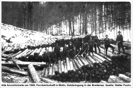 Holzbringung Breitenau um 1950