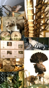 Jagd-Collage