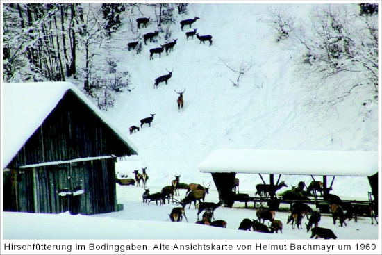 Hirschftterung im Bodinggraben um 1960